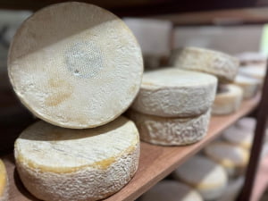QUEIJO MOFADO DA CANASTRA PEDACIN DA SERRA 1KG - EDIÇÃO LIMITADA